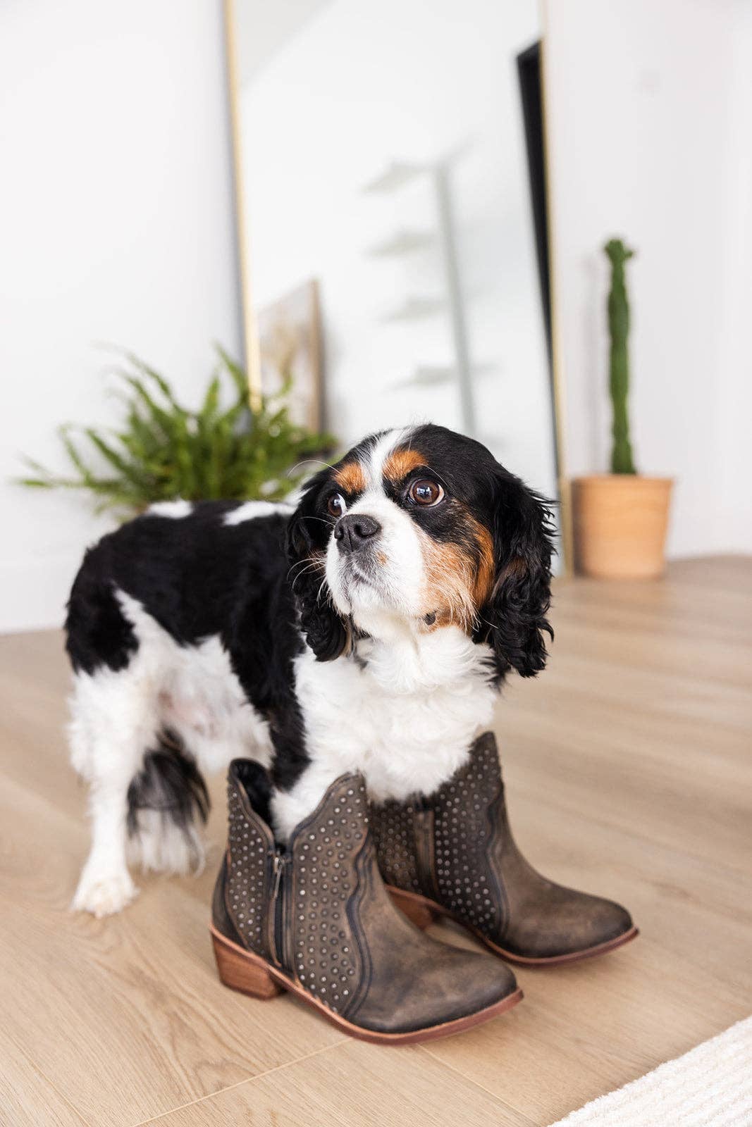 Nailed It Ankle Boot in Black: 6.5